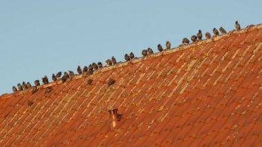 Kuş sürüsü kırmızı kiremitli bir çatıda oturur. Kuş minimalizmi. Doğal geometri. 4k görüntü
