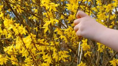 Paskalya geleneği. Çocuk bahçeyi paskalya dekoratif yumurtalarıyla süslüyor. Childs sarı dallara dekoratif yumurtalar asıyor. Bahar dini bayramı. Hıristiyan ve Katolik geleneği