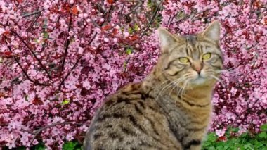 Çiçekli dalları olan bir kedi. Bir kedi portresi. Çiçek açan dallardaki kedi. Yüksek kalite 4k görüntü