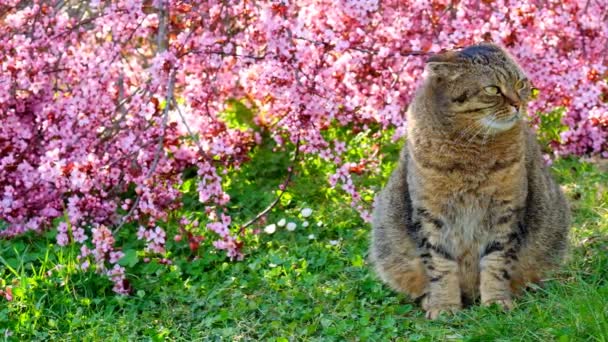 Gatos Primavera Gato Cinza Dobrável Escocês Jardim Florescente Primavera Ensolarado — Vídeo de Stock