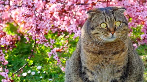 Wiosna Scottish Krotnie Kot Wiosennym Kwitnącym Ogrodzie Pets Gray Kot — Wideo stockowe