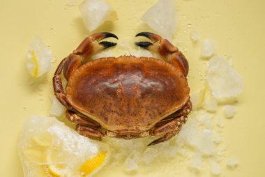 Buzlu yengeç. Yengeç ve deniz ürünleri. Yengeç yakın planda haşlandı ve buzda limonlar sarı arka planda. Deniz ürünleri türleri. Beslenme protein kaynağı.
