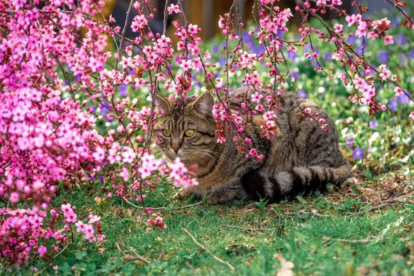 Cat and flowering tree in the garden.Animal portrait in pink flowers. Pet with yellow eyes with blooming branches.