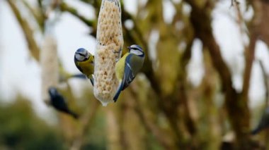 Bird food.Two tits are sitting on the feeder and pecking at peanuts. 4k footage