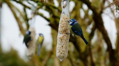 tits eat food. Bird feeders in winter.Birds peck food from the feeders. 4k footage