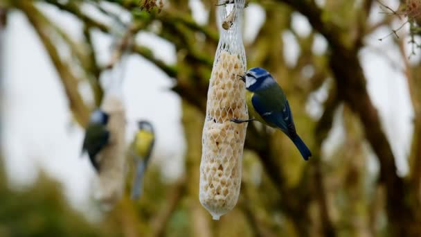 Tits Eat Food Bird Feeders Winter Birds Peck Food Feeders — Vídeo de Stock