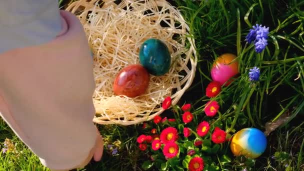 イースターエッグハント手は青いムスカリの花のウィッカーバスケットにカラフルな卵を入れます イースターの休日の伝統春宗教的な休日 — ストック動画