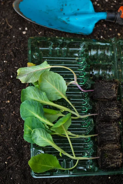 Gardening and agriculture.Romaine lettuce seedlings and blue garden scoop, lettuce seedlings row with rhizomes on the ground. Lettuce plant on the ground .Growing bio vegetables in garden