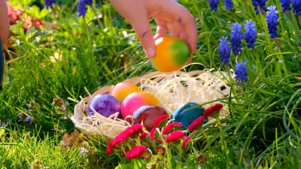 Охотники Пасхальными Яйцами Вручную Складывают Яйца Плетеную Корзину Голубых Цветах — стоковое видео