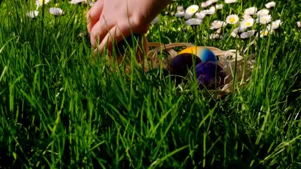 Easter Tradition Child Collects Colored Eggs Green Grass Daisies Easter — Vídeo de stock