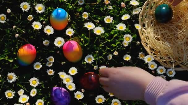 Easter Tradition Child Collects Colored Eggs Spring Meadow Daisies Easter — Video Stock