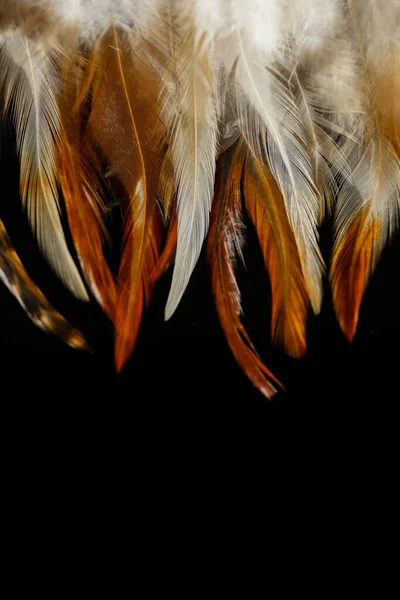 feathers texture on black background.Beautiful wallpaper in brown and black colors.Feathers surface
