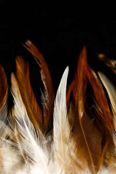 Brown feathers texture on black background.Beautiful wallpaper in brown and black colors.Feathers surface