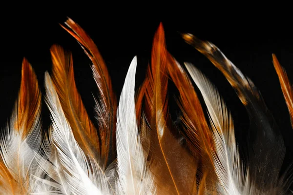 Feathers background. Brown feathers texture on black background.Beautiful wallpaper in brown and black colors.Feathers surface
