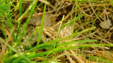 Lizard close-up . Lacertilia. Reptile animal of the squamous order. 4k footage