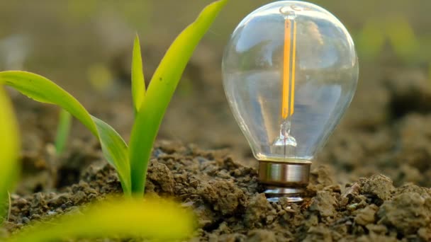 Glödlampa Och Grön Groddar Marken Ekologi Och Energi Slow Motion — Stockvideo
