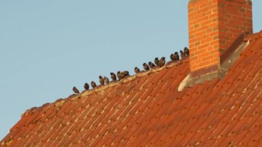 Birds on the roof. A flock of birds sit on a red tiled roof. Bird minimalism. natural geometry. 4k footage