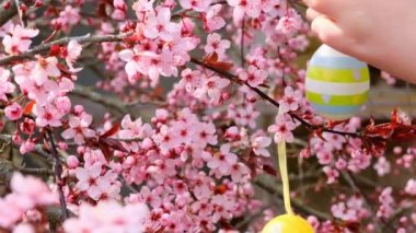 Decorated Easter tree. Childs hands dress decorative eggs on pink branches. 4k footage