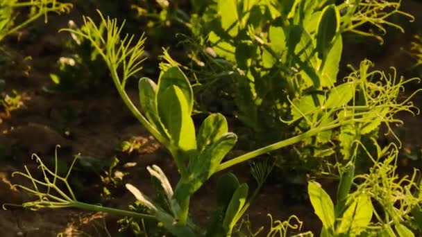 太陽の下で緑のエンドウ豆の植物 エンドウ豆のフィールド 生態系の純粋なバイオ野菜タンパク質 桃の収穫 植物の成長と農業の概念 4K映像 — ストック動画