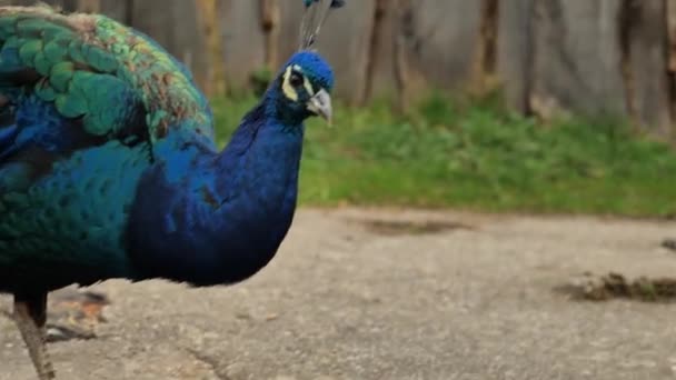 孔雀の鳥を閉じる 青い鳥 孔雀は緑の草の上を歩く 孔雀の肖像画 4K映像 — ストック動画