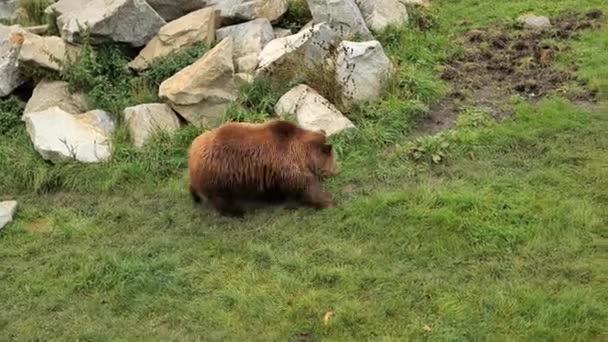 Bear Walk Green Grass Pond Big Bear Nature Predatory Animals — Vídeo de Stock
