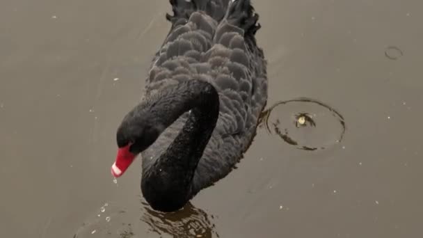 Black Swan Swims Dark Water Waterfowl Close Black Bird Water — 비디오