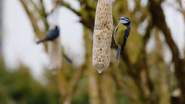 Tits Eat Food Birds Peck Food Feeders Sitting Branches Tree — Αρχείο Βίντεο