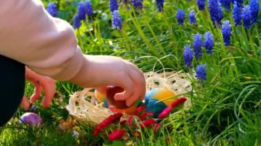 Easter Egg Hunt. hand puts colorful eggs in a basket in blue muscari flowers.Easter holiday tradition.Child collect painted Easter eggs in the spring garden. High quality 4k footage