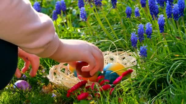Easter Egg Hunt Hand Puts Colorful Eggs Basket Blue Muscari — Vídeo de stock