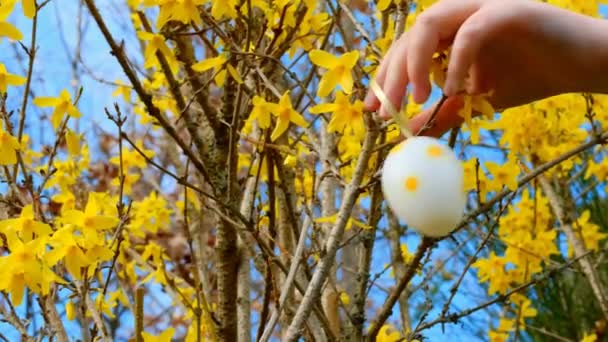 イースターの伝統 子供たちは黄色の枝に装飾的な卵を掛けます 子供はイースターの装飾的な卵で庭を飾ります — ストック動画