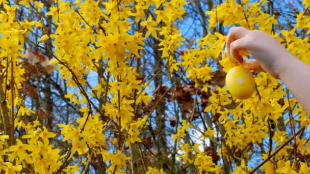 Easter Tradition Childs Hangs Decorative Eggs Yellow Branches Child Decorates — Vídeo de Stock