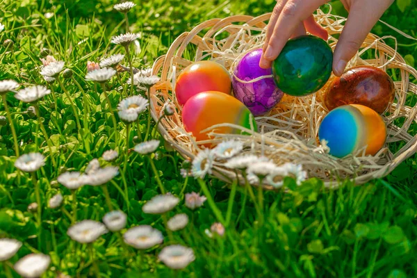 child collects colored eggs in a spring meadow with daisies.Easter Egg Hunt. Easter holiday tradition. Childs hand puts colorful eggs in a wicker basket.Spring religious holiday.