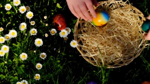Easter Egg Hunt Child Collects Colored Eggs Spring Meadow Daisies — Video Stock