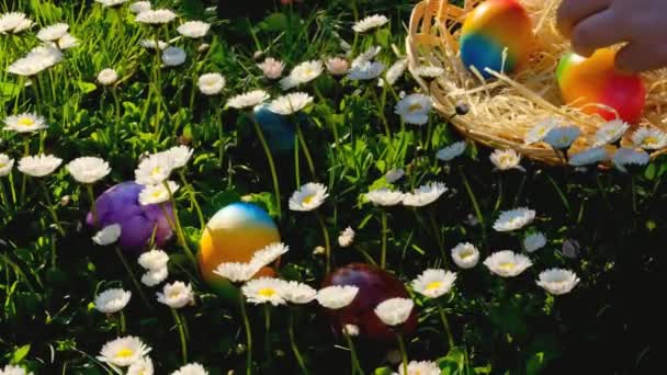 Easter Egg Hunt Child Collects Colored Eggs Spring Meadow Daisies — Stockvideo