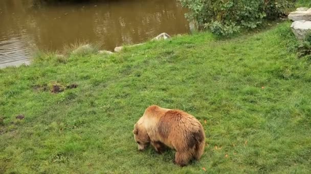 Grizzly Bear Walk Green Grass Pond Big Bear Nature Predatory — Stock video