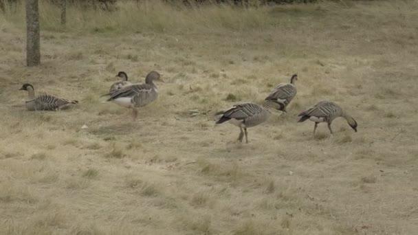 Gray Geese Walk Graze Eat Grass Domestic Poultry Farm Bird — Stock Video