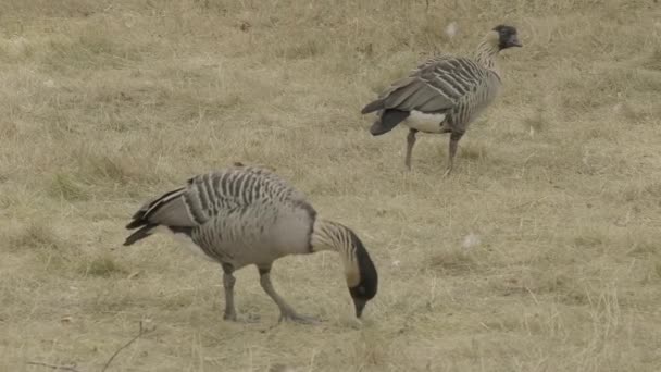 Domestic Poultry Geese Walk Graze Eat Grass Farm Bird Raising — Stock Video