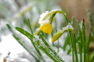yellow daffodils under the snow .Flowers under the snow.First spring flowers. Spring season.Beautiful spring nature background 