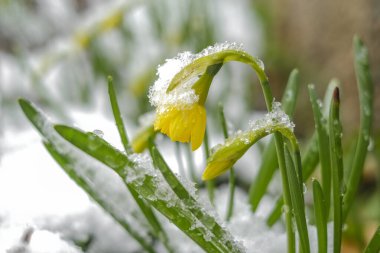 daffodils in the snow.Flowers under the snow.First spring flowers. Spring season.Beautiful spring nature background