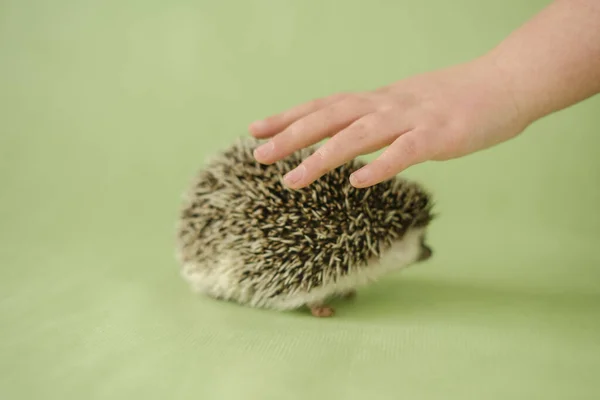 Hedgehog and a childs hand on a green background. The child strokes the hedgehog. Interaction between man and hedgehog. Child and pet.African pygmy hedgehog.