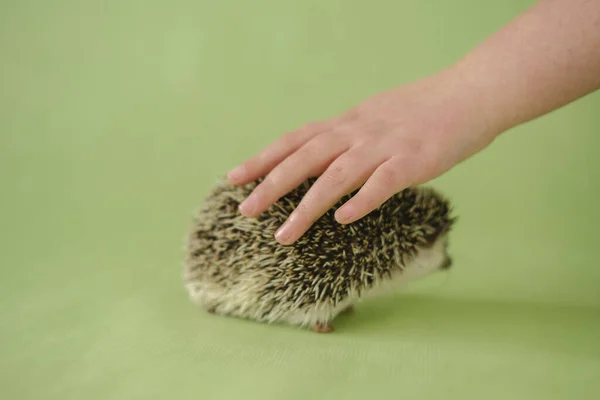 Hedgehog and a childs hand on a green background. child strokes the hedgehog. communication between man and hedgehog. Child and pet.African pygmy hedgehog.