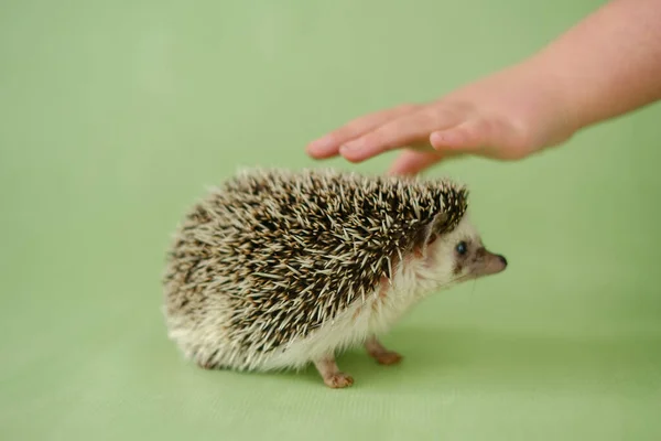 Hedgehog and a hand on a green background. The child strokes the hedgehog. Interaction communication between man and hedgehog. Child and pet.African pygmy hedgehog.