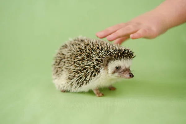 Hedgehog and a childs hand on a green background. The child strokes the hedgehog. Interaction communication between man and hedgehog. Child and pet.African pygmy hedgehog.