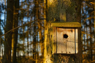 Wooden old birdhouse on a tree in a sunny spring park.House for birds. Bird care 