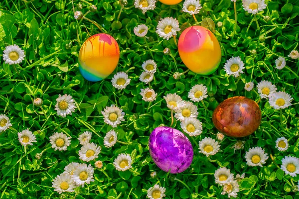 Easter Egg . colored eggs in a spring meadow with daisies.Spring religious holiday.Easter food.Easter holiday tradition.