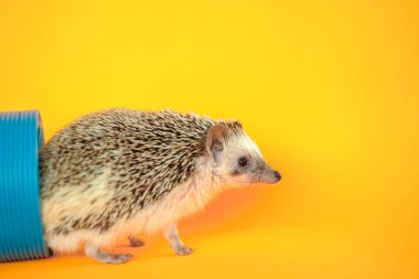 Hedgehog in tunnel .Pygmy african hedgehog In the blue tunnel on an orange background .Toys for hedgehogs. Pets.
