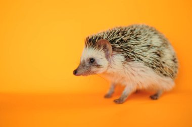 Hedgehog.Pygmy african hedgehog on an orange background .Toys for hedgehogs. Pets.