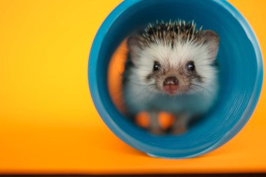 Hedgehog in tunnel .Pygmy african hedgehog In the blue tunnel on an orange background .Toys for hedgehogs. Pets.