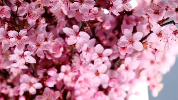 Pink Flower Background Spring Beautiful Blooming Background Pink Purple Color — Video Stock