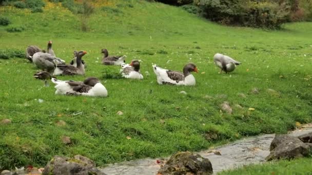 Gray Geese Flock Sit Green Grass Stream Domestic Poultry Farm — Stock Video